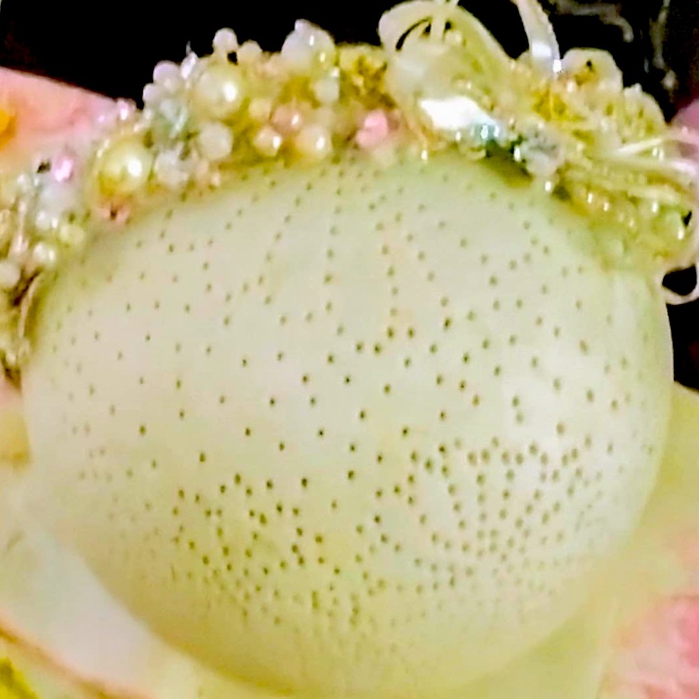 Wedding bundle shoes size 6 wedding dress medium fit size 4 veil Tiara